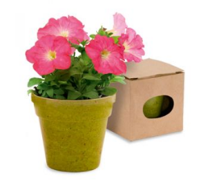 Vasinho com sementes de flores